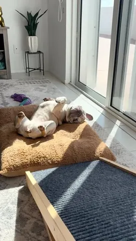 luluthelilacfrenchie Instagram post about Pet related music