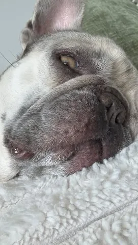 luluthelilacfrenchie Instagram post about Pet care