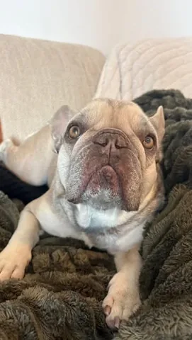 luluthelilacfrenchie Instagram post about Pet behavior