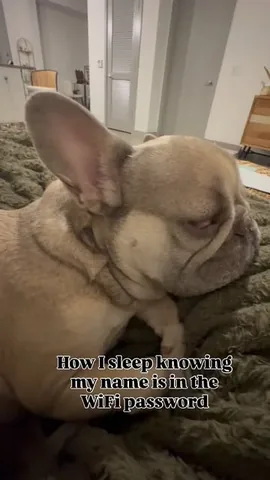 luluthelilacfrenchie Instagram post about Pet humor