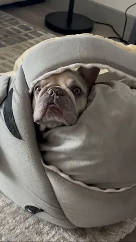 luluthelilacfrenchie Instagram post about Pet humor