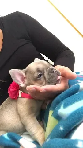 Lulu the Lilac Frenchie Instagram post thumbnail