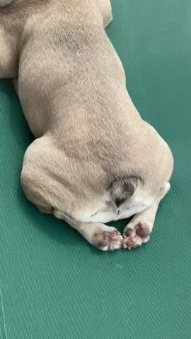 Lulu the Lilac Frenchie Instagram post thumbnail