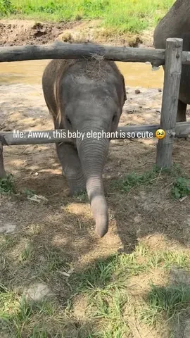 maaheenscorner Instagram post about Animal encounter