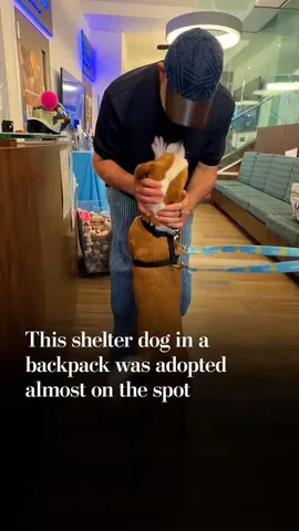 madmax_fluffyroad Instagram post about Dog adoption story