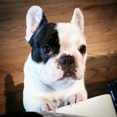 manny_the_frenchie Instagram post about Manny remembrance