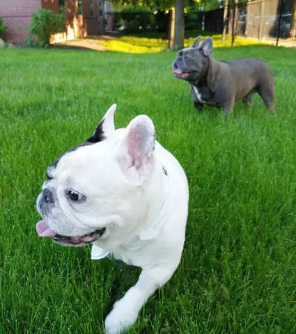 manny_the_frenchie Instagram post about Manny remembrance