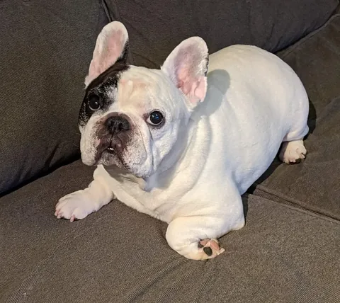 manny_the_frenchie Instagram post about Manny remembrance
