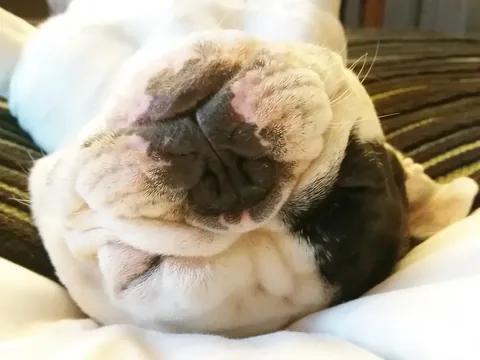 manny_the_frenchie Instagram post about Manny remembrance