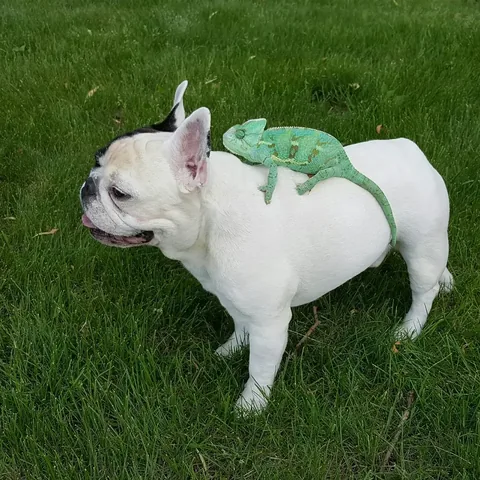 manny_the_frenchie Instagram post about Manny remembrance