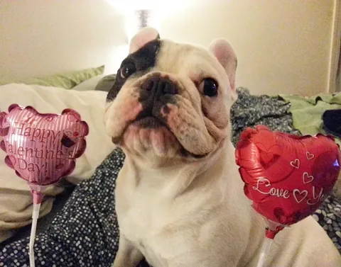 manny_the_frenchie Instagram post about Manny remembrance