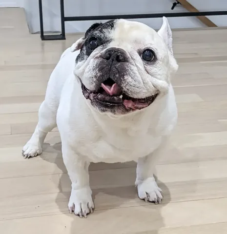 manny_the_frenchie Instagram post about Manny remembrance birthday