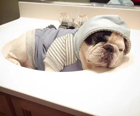 manny_the_frenchie Instagram post about Manny remembrance