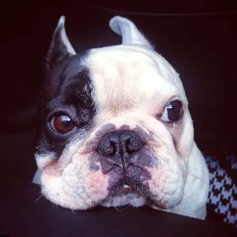 manny_the_frenchie Instagram post about Manny remembrance
