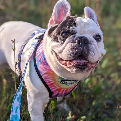 manny_the_frenchie Instagram post about Manny remembrance