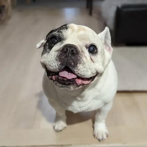 manny_the_frenchie Instagram post about Manny remembrance