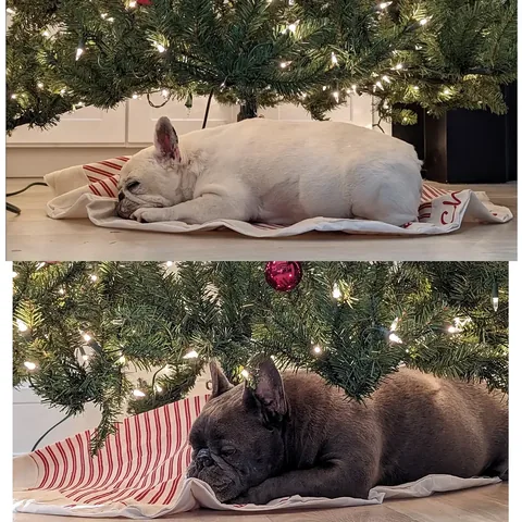 manny_the_frenchie Instagram post about Pet remembrance during Christmas
