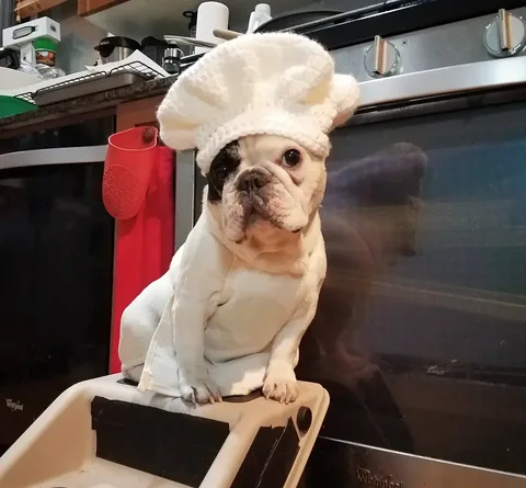 manny_the_frenchie Instagram post about Manny remembrance during Thanksgiving