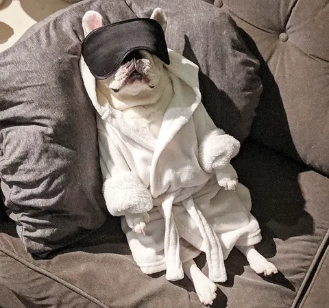 manny_the_frenchie Instagram post about Manny remembrance