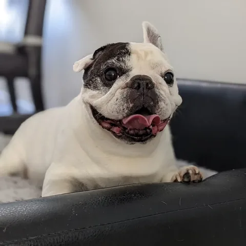 manny_the_frenchie Instagram post about Manny remembrance