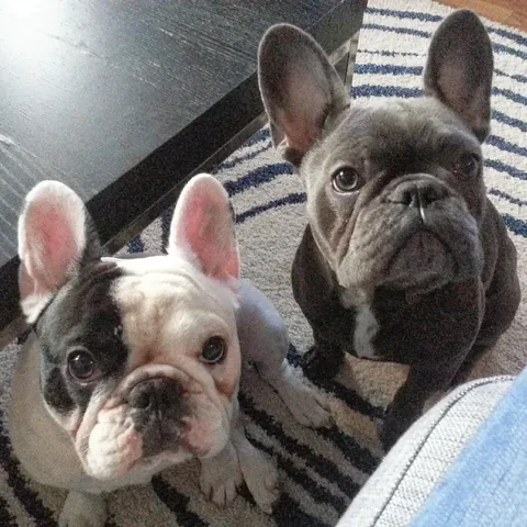 manny_the_frenchie Instagram post about Manny remembrance