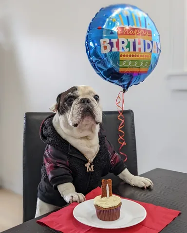 manny_the_frenchie Instagram post about Manny remembrance