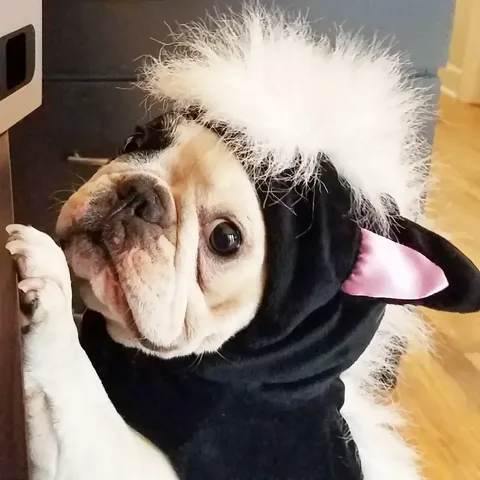 manny_the_frenchie Instagram post about Halloween pet tribute