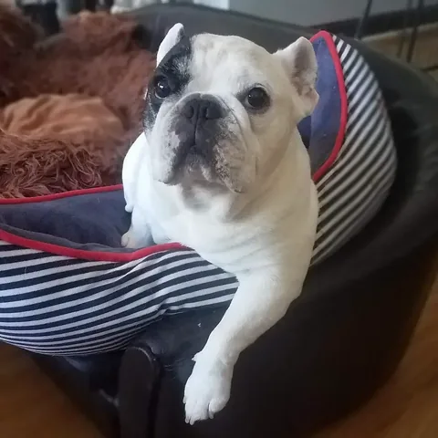manny_the_frenchie Instagram post about Manny remembrance
