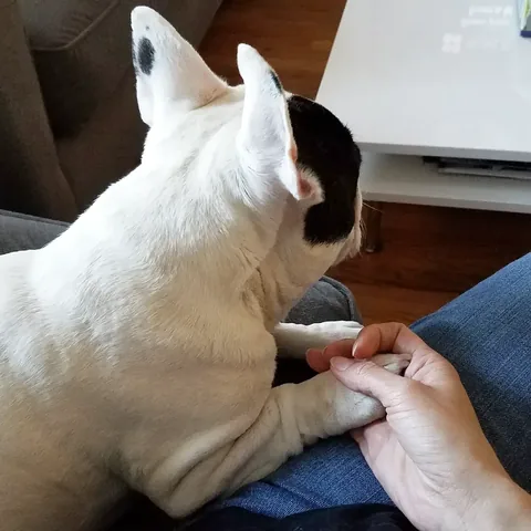 manny_the_frenchie Instagram post about Manny remembrance