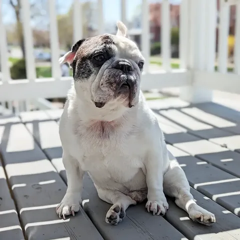 manny_the_frenchie Instagram post about Manny remembrance anniversary