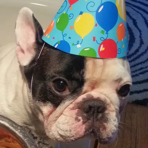 Manny The Frenchie Instagram post thumbnail
