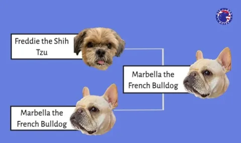 marbellathefrenchie Instagram post about Dog mayoral election results
