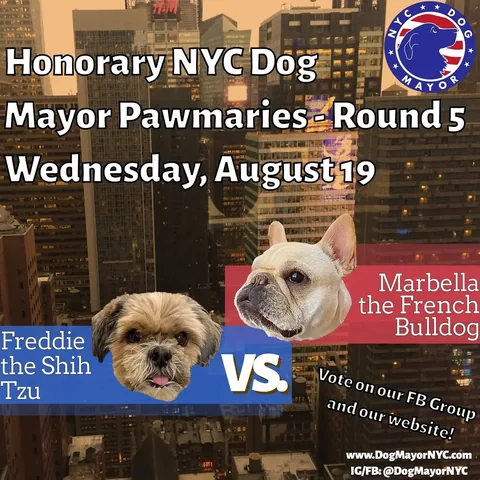 marbellathefrenchie Instagram post about Dog mayoral election voting