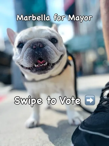 marbellathefrenchie Instagram post about Marbella mayoral campaign