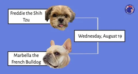 marbellathefrenchie Instagram post about Dog mayoral election schedule