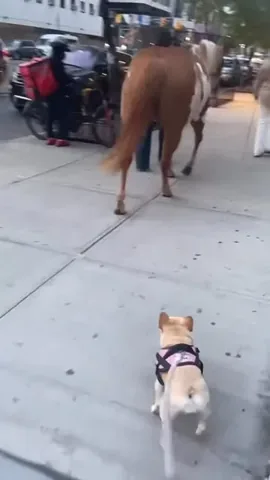 marbellathefrenchie Instagram post about Dog mayoral campaign