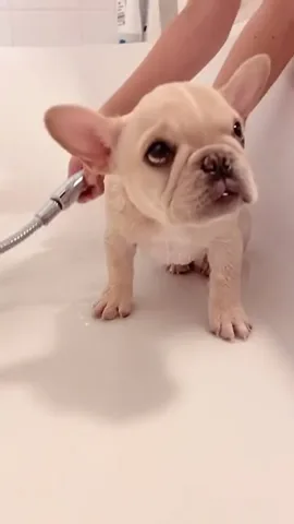 marbellathefrenchie Instagram post about Marbella mayoral campaign