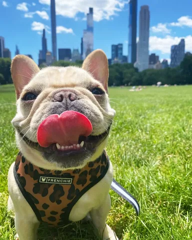 marbellathefrenchie Instagram post about Candidate profile