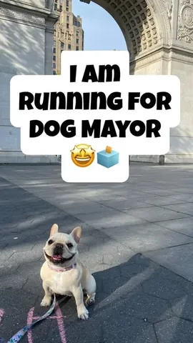 marbellathefrenchie Instagram post about Dog mayoral campaign