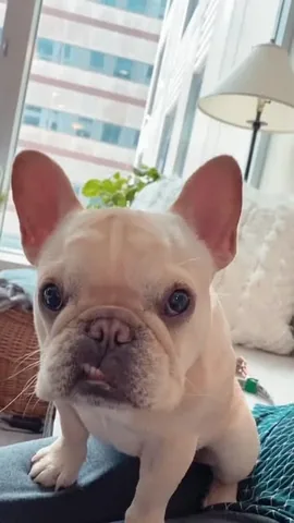 marbellathefrenchie Instagram post about Marbella mayoral campaign