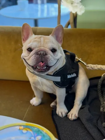 marbellathefrenchie Instagram post about Candidate profile