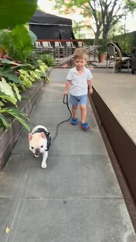 marbellathefrenchie Instagram post about Dog mayoral campaign