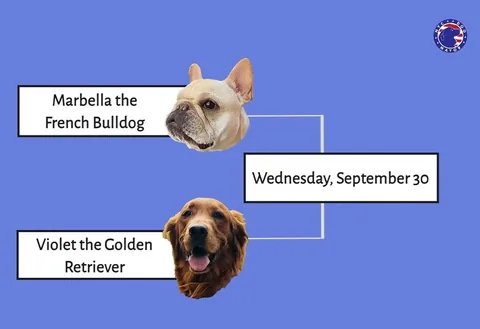marbellathefrenchie Instagram post about Dog mayoral election schedule