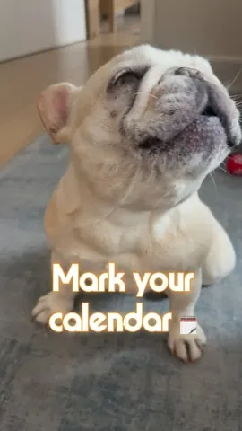 marbellathefrenchie Instagram post about Marbella mayoral campaign