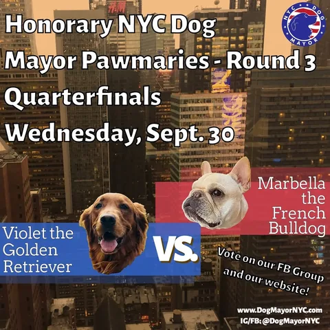 Marbella the Frenchie | NYC Dog Mayor Candidate Instagram post thumbnail