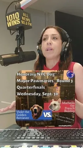 Marbella the Frenchie | NYC Dog Mayor Candidate Instagram post thumbnail