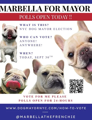Marbella the Frenchie | NYC Dog Mayor Candidate Instagram post thumbnail