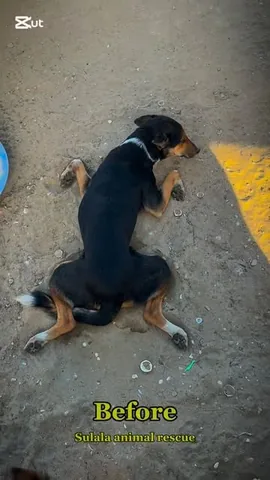 marniethedog Instagram post about Animal rescue recovery