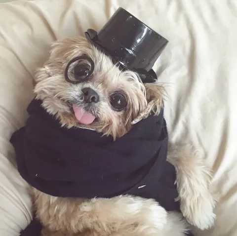marniethedog Instagram post about Outfit and fashion