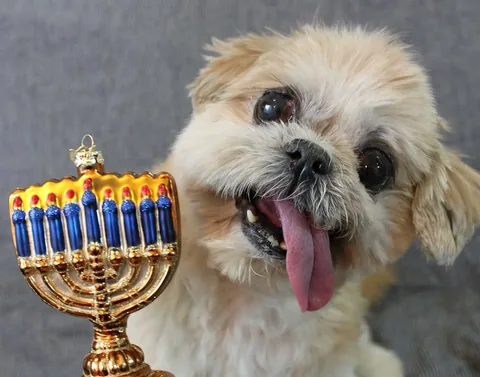 marniethedog Instagram post about Hanukkah and peace